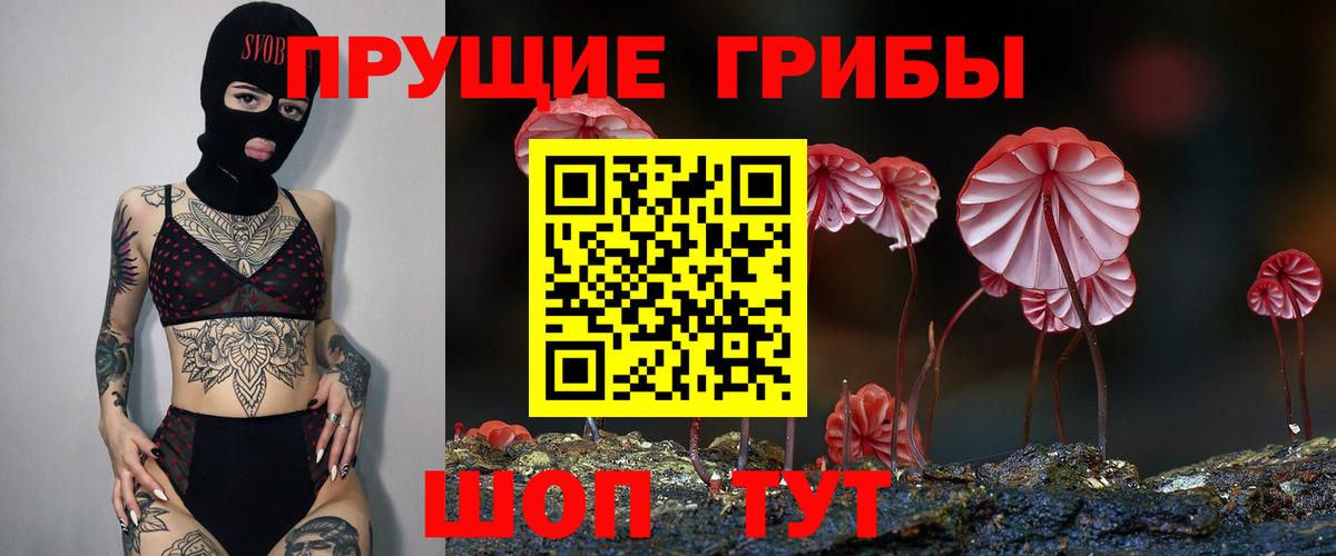 как найти   Вход с VPN  Бугульма  Галлюциногенные грибы Psilocybine cubensis 